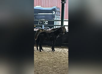 Arabian horses, Stallion, 1 year, Black