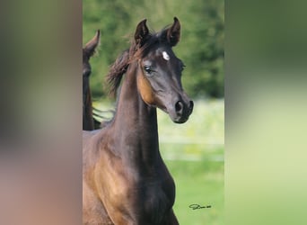 Arabian horses, Stallion, 1 year, Black
