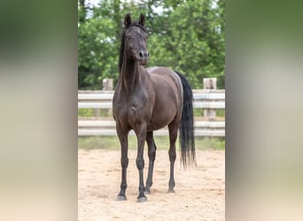 Arabian horses, Stallion, 1 year, Black