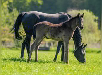 Arabian horses, Stallion, 1 year, Black