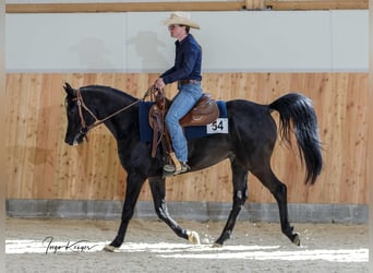 Arabian horses, Stallion, 1 year, Black