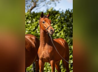Arabian horses, Stallion, 1 year, Brown