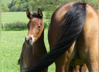 Arabian horses, Stallion, 1 year, Brown