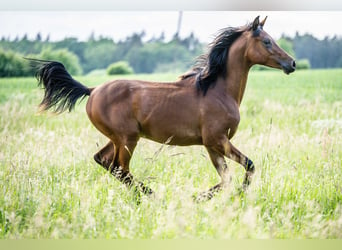 Arabian horses, Stallion, 1 year, Brown