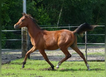 Arabian horses, Stallion, 1 year, Brown-Light