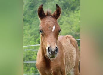 Arabian horses, Stallion, 1 year, Brown-Light