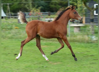 Arabian horses, Stallion, 1 year, Brown-Light