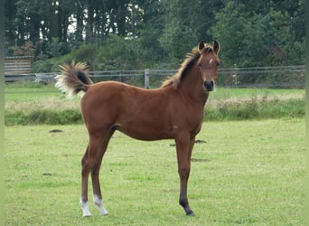 Arabian horses, Stallion, 1 year, Brown-Light