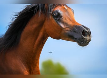 Arabian horses, Stallion, 1 year, Brown