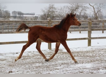 Arabian horses, Stallion, 1 year, Brown