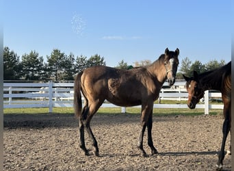 Arabian horses, Stallion, 1 year, Brown