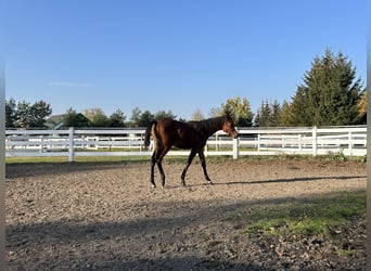 Arabian horses, Stallion, 1 year, Brown