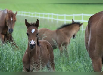 Arabian horses, Stallion, 1 year, Brown