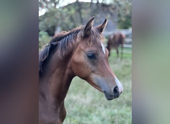 Arabian horses, Stallion, 1 year, Brown