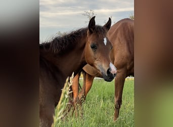 Arabian horses, Stallion, 1 year, Brown