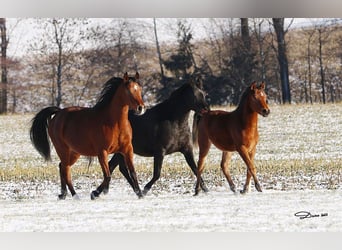 Arabian horses, Stallion, 1 year, Brown