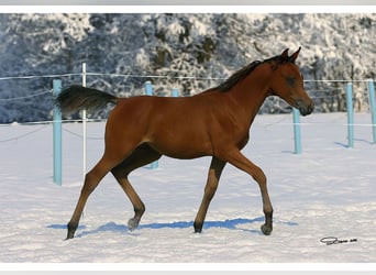 Arabian horses, Stallion, 1 year, Brown