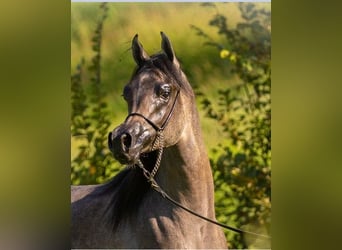 Arabian horses, Stallion, 1 year, Can be white