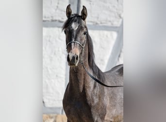 Arabian horses, Stallion, 1 year, Can be white