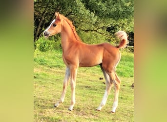 Arabian horses, Stallion, 1 year, Chestnut