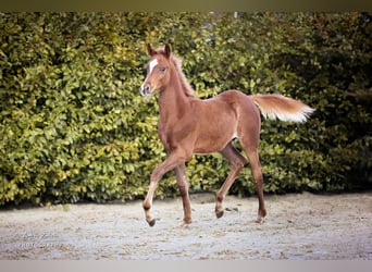 Arabian horses, Stallion, 1 year, Chestnut