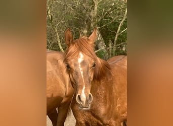 Arabian horses, Stallion, 1 year, Chestnut-Red