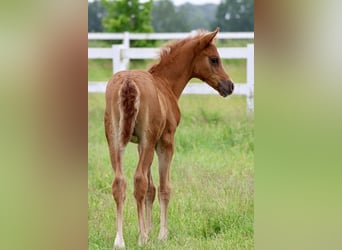 Arabian horses, Stallion, 1 year, Chestnut-Red