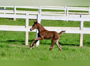 Arabian horses, Stallion, 1 year, Chestnut-Red