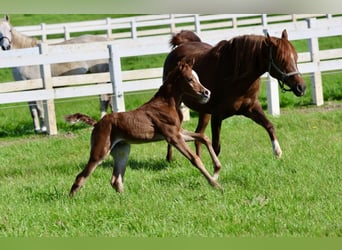 Arabian horses, Stallion, 1 year, Chestnut-Red