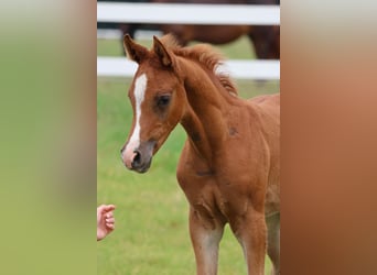 Arabian horses, Stallion, 1 year, Chestnut-Red