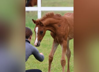 Arabian horses, Stallion, 1 year, Chestnut-Red