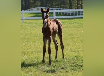 Arabian horses, Stallion, 1 year, Chestnut-Red