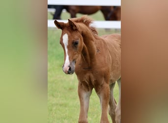 Arabian horses, Stallion, 1 year, Chestnut-Red