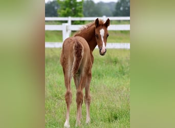 Arabian horses, Stallion, 1 year, Chestnut-Red