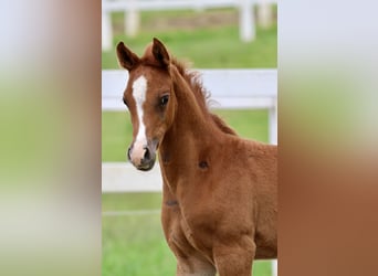 Arabian horses, Stallion, 1 year, Chestnut-Red