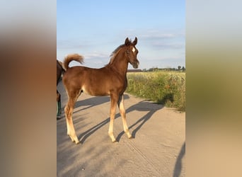 Arabian horses, Stallion, 1 year, Chestnut-Red