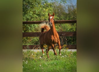 Arabian horses, Stallion, 1 year, Chestnut-Red