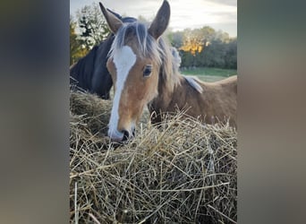 Arabian horses Mix, Stallion, 1 year