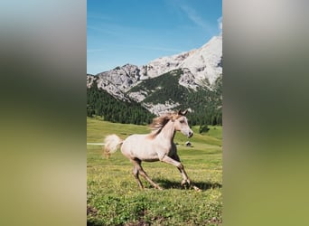 Arabian horses, Stallion, 1 year, Gray