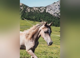 Arabian horses, Stallion, 1 year, Gray