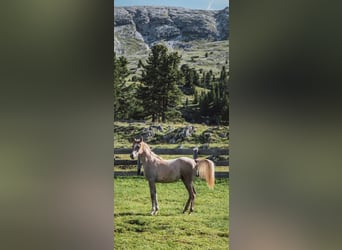 Arabian horses, Stallion, 1 year, Gray