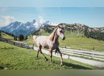 Arabian horses, Stallion, 1 year, Gray