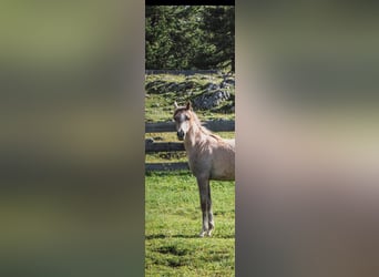 Arabian horses, Stallion, 1 year, Gray