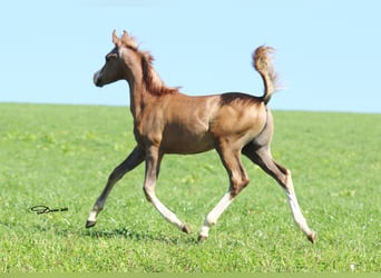 Arabian horses, Stallion, 1 year, Gray