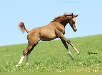 Arabian horses, Stallion, 1 year, Gray