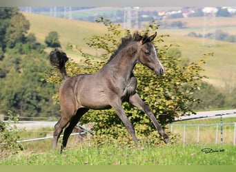 Arabian horses, Stallion, 1 year, Grey