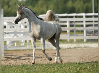 Arabian horses, Stallion, 1 year, Grey