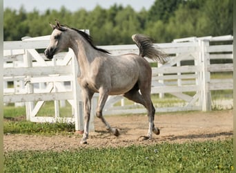 Arabian horses, Stallion, 1 year, Grey