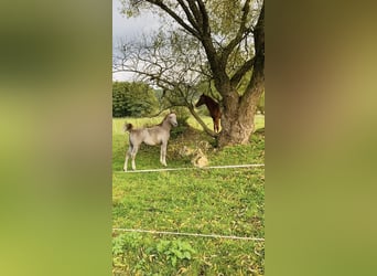 Arabian horses, Stallion, 1 year, Grey