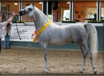 Arabian horses, Stallion, 20 years, 15 hh, Grey